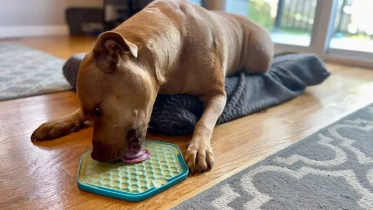 9 frozen lick mat recipes to keep your dog busy and cool