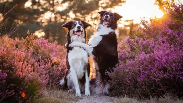 2 black and white dogs in a field of purple flowers