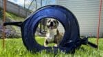 The Beginners Guide to Dog Agility_ Dog Agility Tunnels