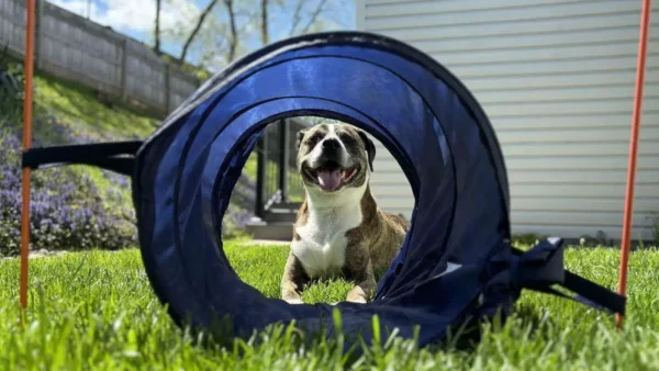 The beginners guide to dog agility_ dog agility tunnels