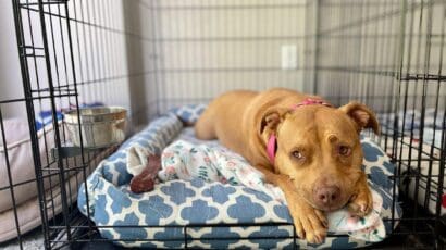 Top 8 Benefits of Crate Training your Dog Why Its Helpful Top 8 Benefits of Crate Training your Dog Why Its Helpful