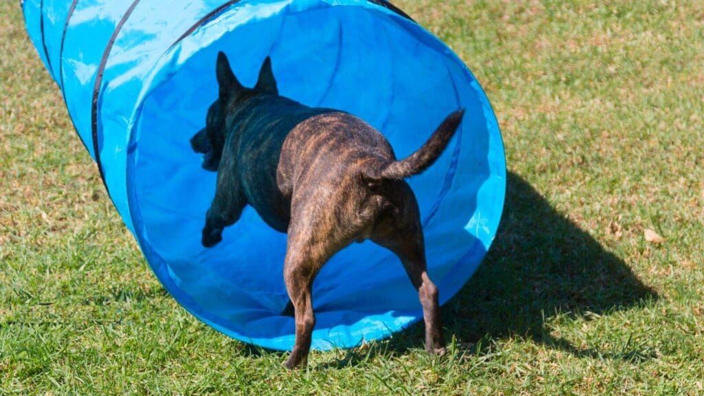 Dog Agility Tunnel 4 Cheap Options Your Dog Will Love!