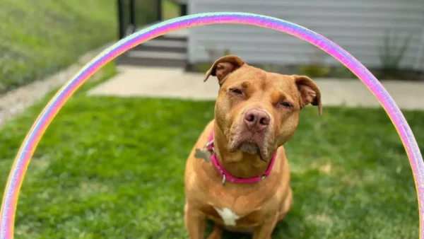 4 easy dog agility hoop options your pup will love