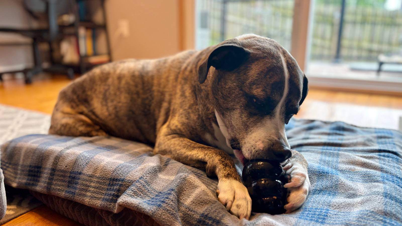 12 Cheap Frozen Kong Recipes For Your Dogs