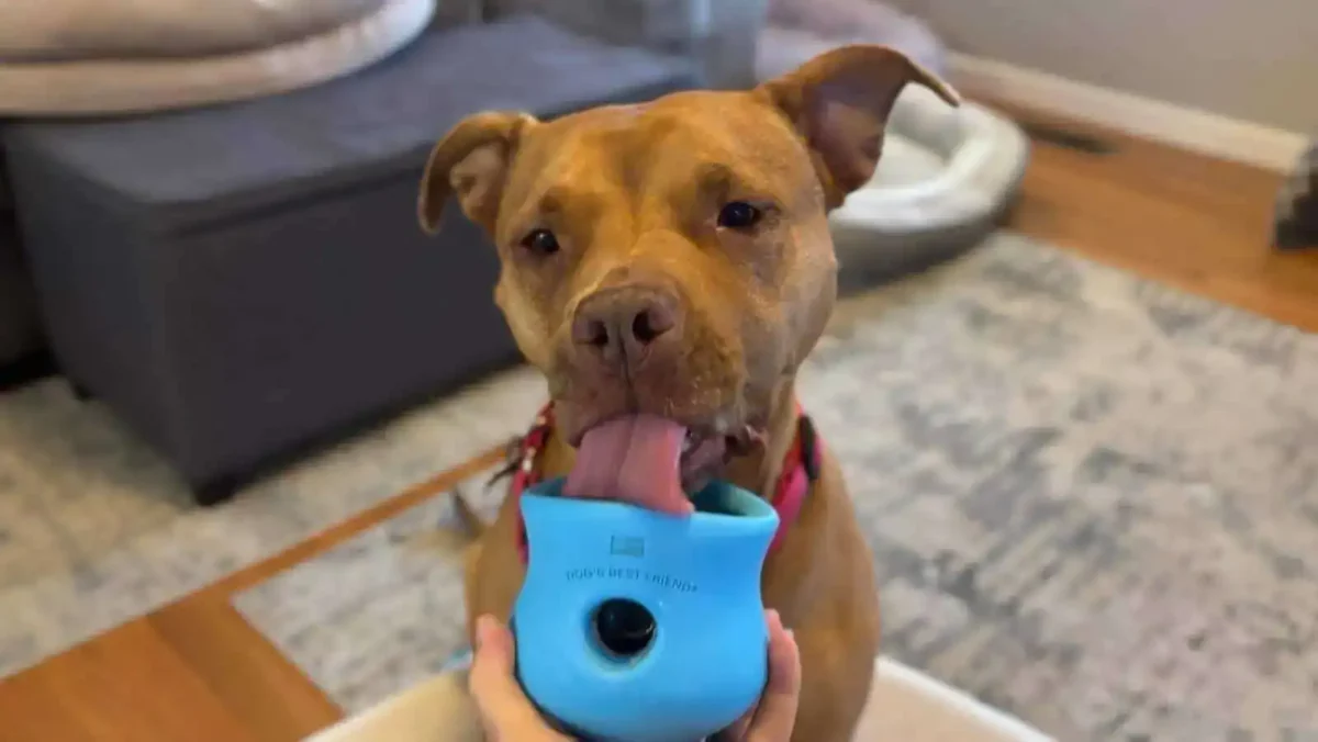12 quick frozen toppl recipes that your dog will love!