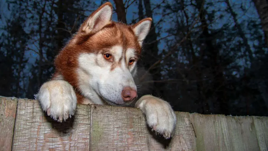 Dog Proofing A Fence 14 Creative Options for a Secure Yard