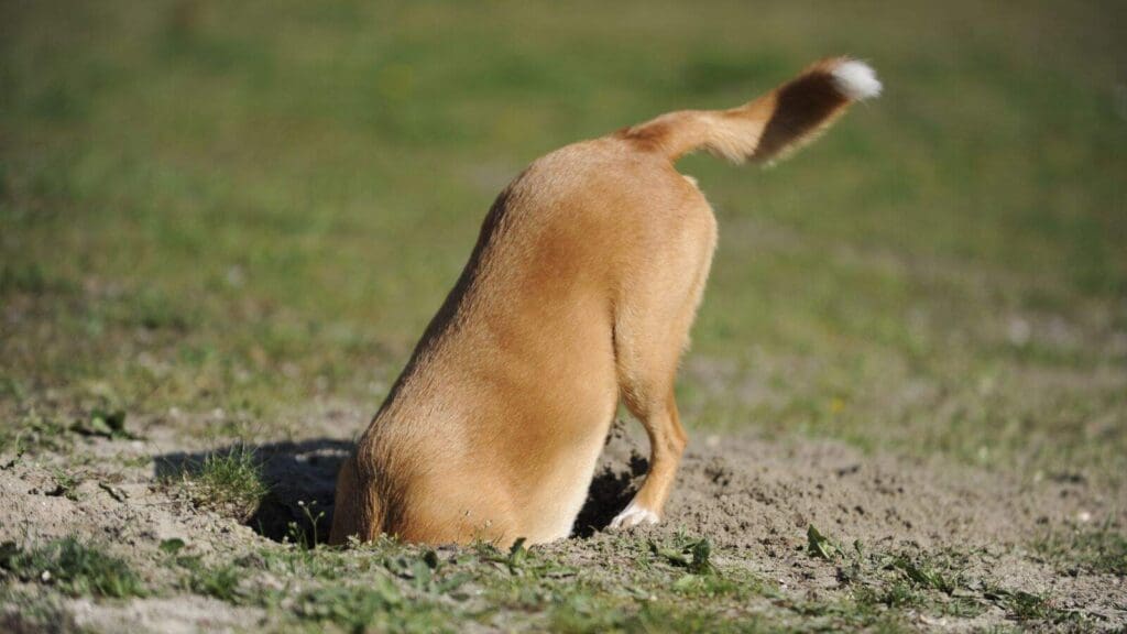 Dogs will try to enrich themselves in they dont have enough enrichment Dogs will try to enrich themselves in they dont have enough enrichment