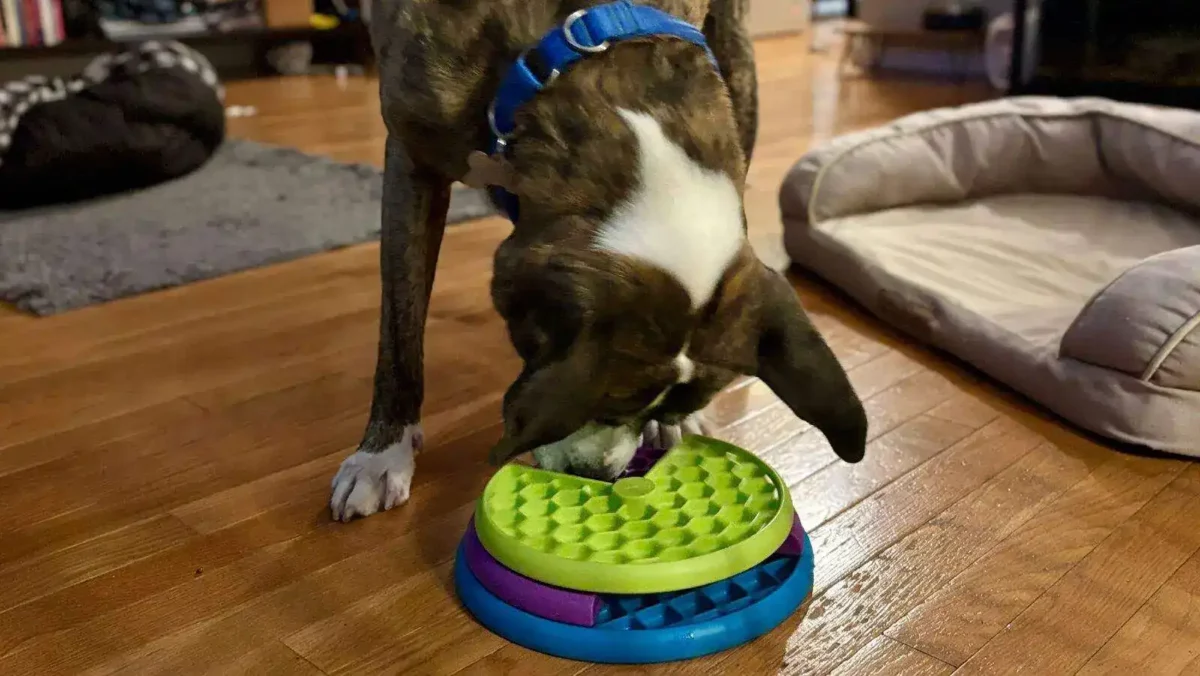 Our 8 favorite canine enrichment toys your dog will love! 6