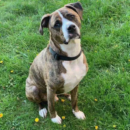 About the ruly bully - goomba