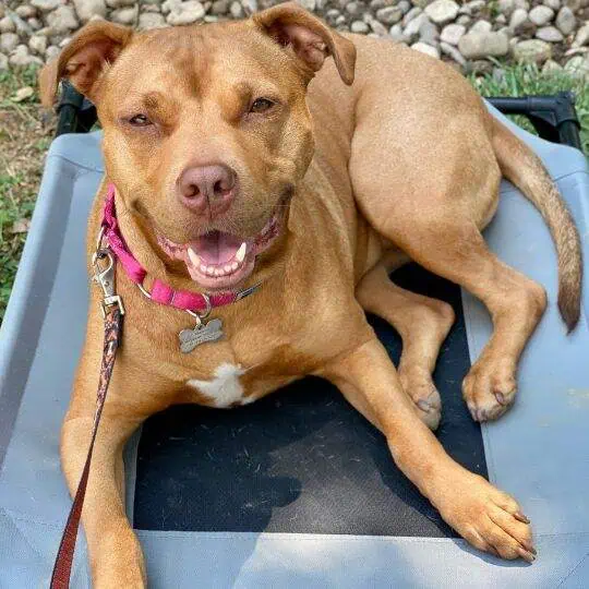 About the ruly bully - prim