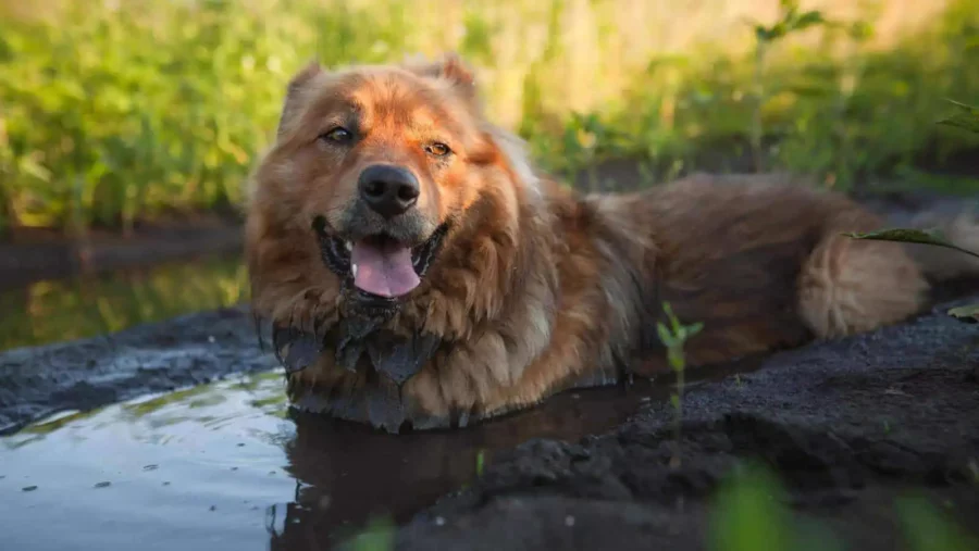 How to Clean a Dog Collar - Easy Ways To Keep It Fresh