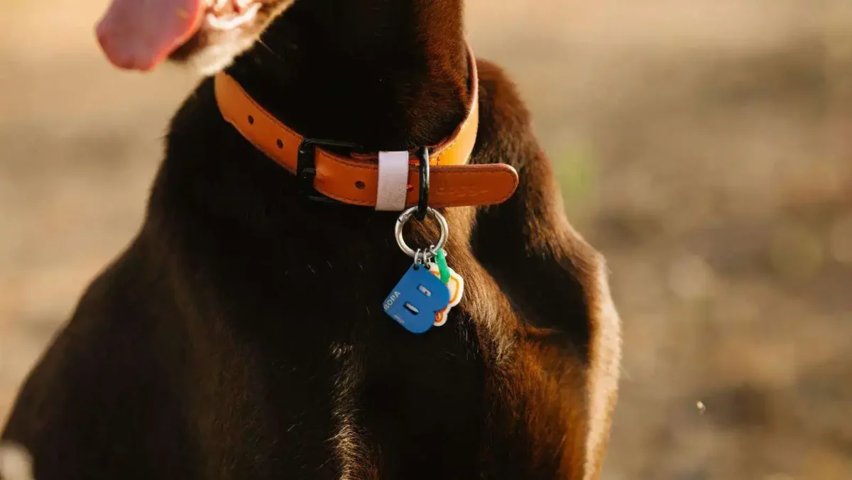 How to clean a dog collar: 6 easy ways to keep it fresh 5