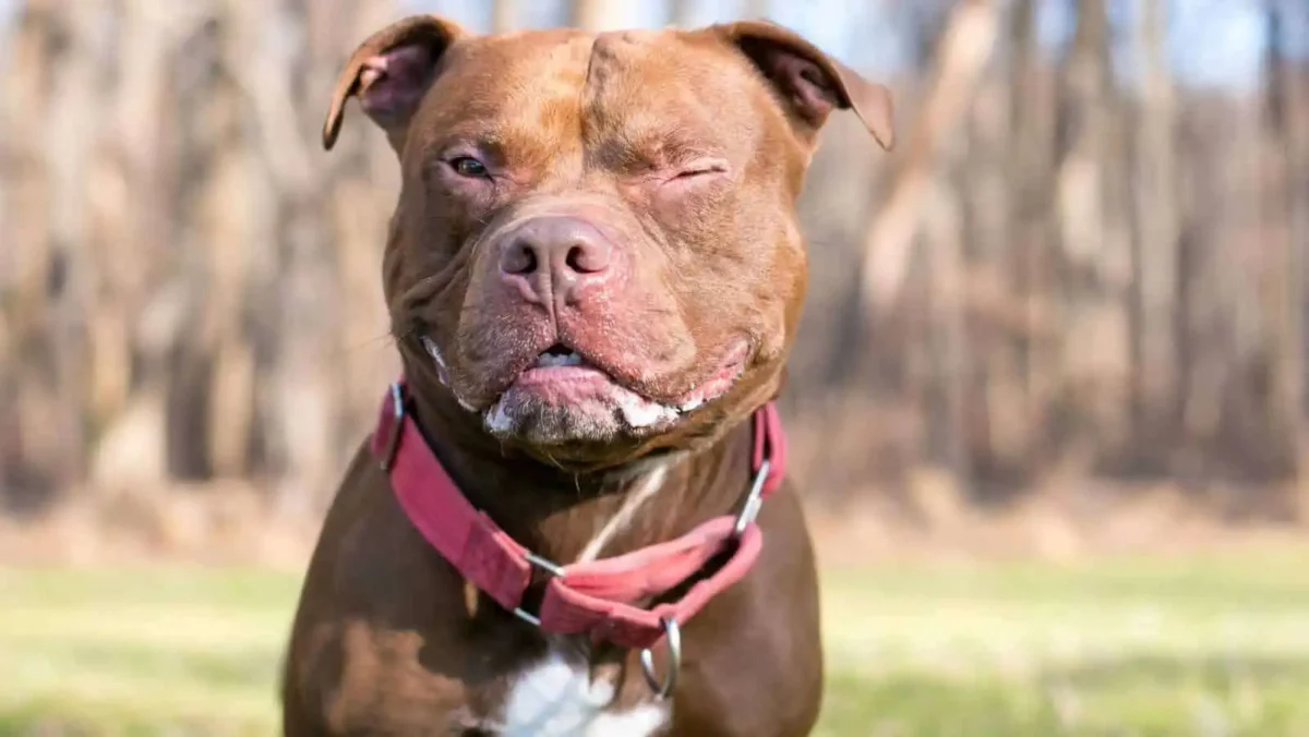 How to clean a dog collar: 6 easy ways to keep it fresh 4