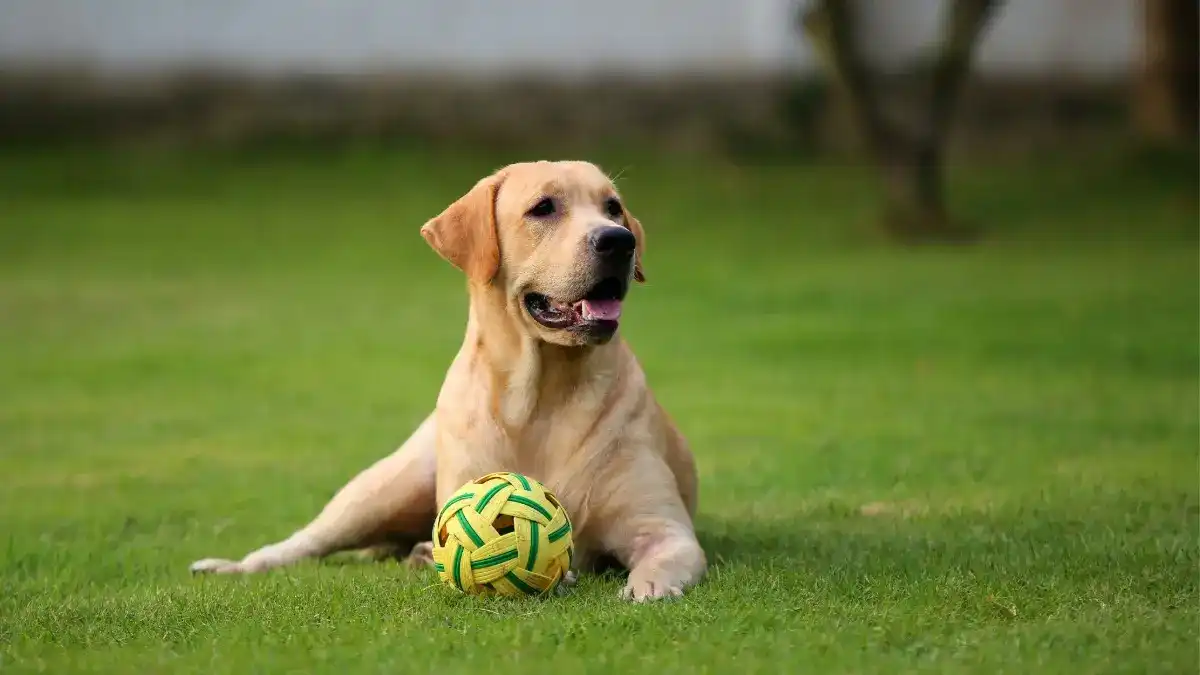 19 other dog friendly landscaping ideas Light brown dog lying in a field of grass with a yellow and green ball