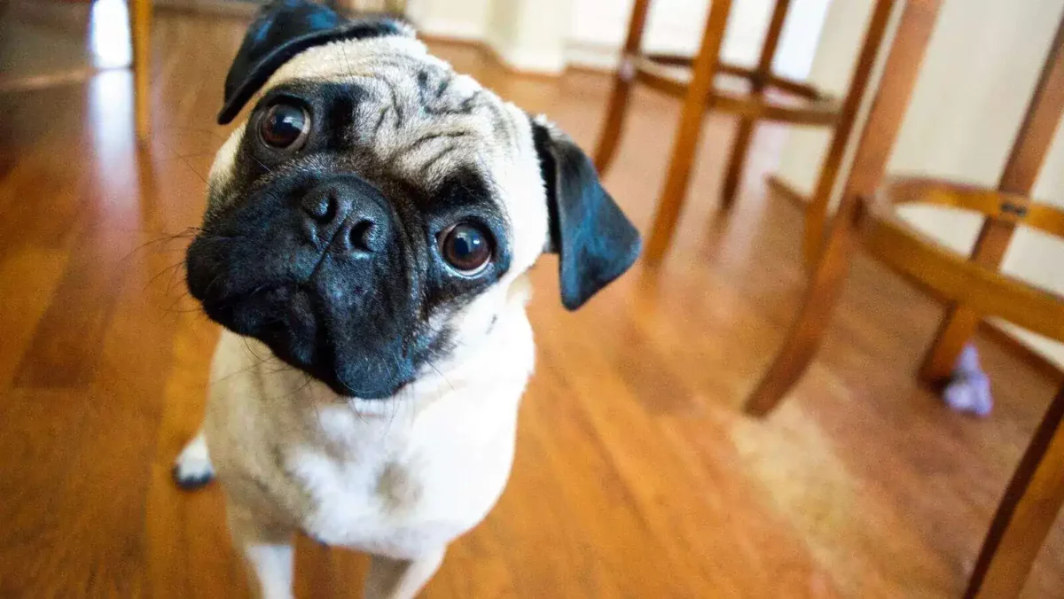 Confused tan pug in dining room with head tilted