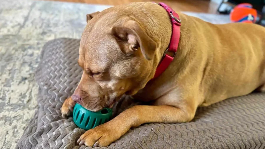 Our favorite Woof Pupsicle recipes: Cheap and Easy Ideas