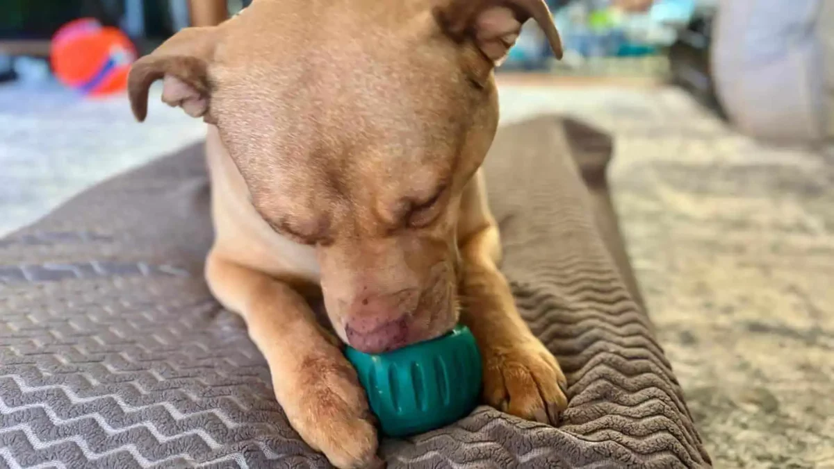 Pupsicles are a great way to enrich your dog with food based enrichment