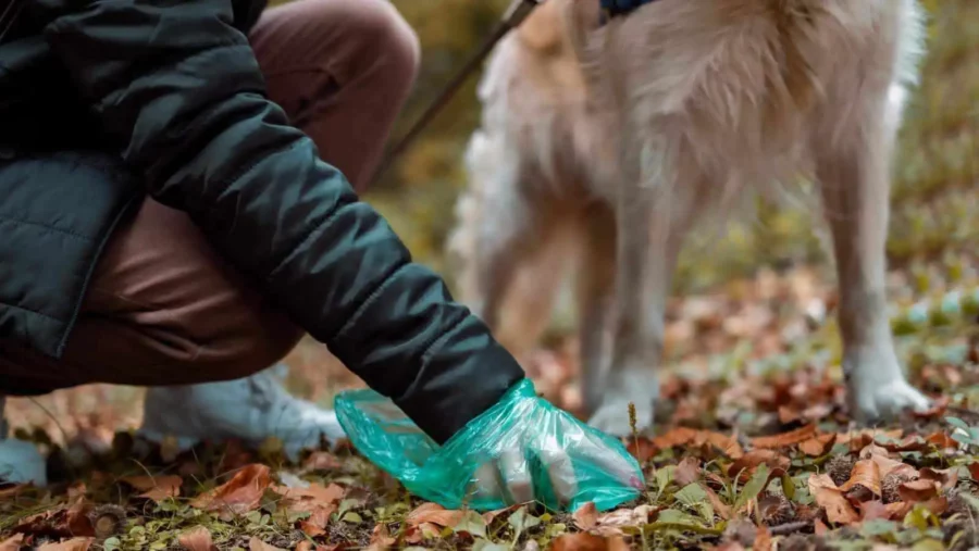 5 options for what to do with dog poop until garbage day