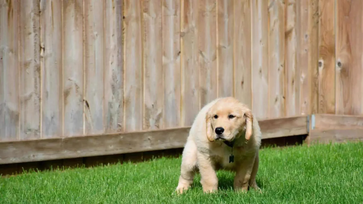 5 options for what to do with dog poop until garbage day