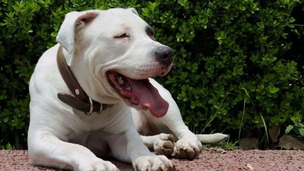 5 options for what to do with dog poop until garbage day 5