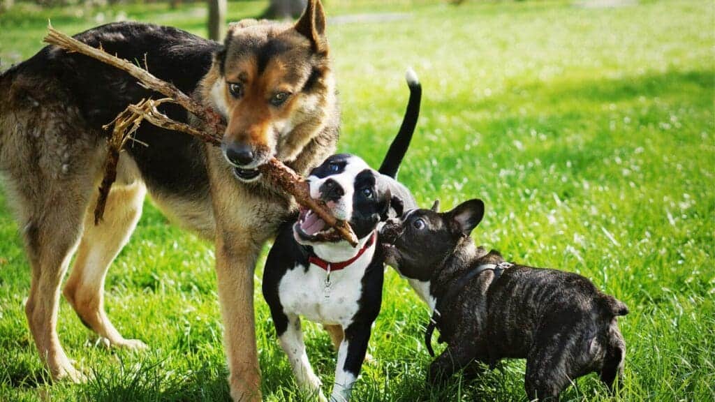 There are a bunch of benefits to playing outside with your dog