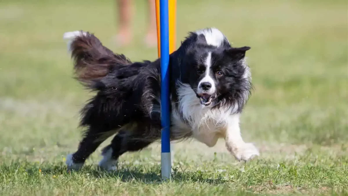 A diy agility course is easy to create with supplies at your home