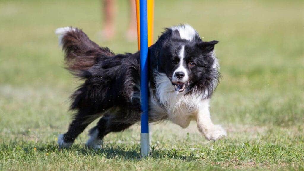 A DIY agility course is easy to create with supplies at your home