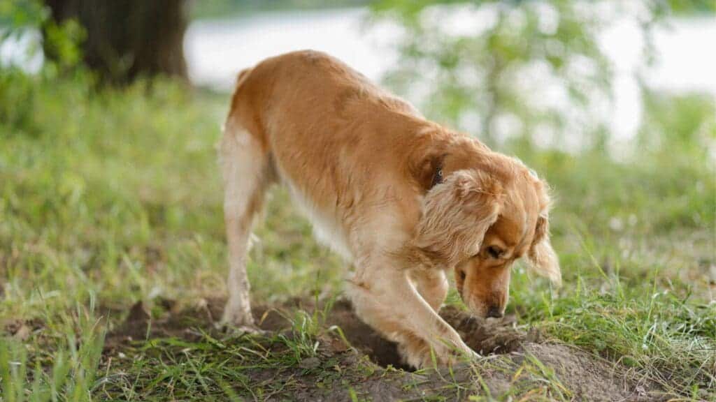 If you don't mind it, digging is an excellent activity for dogs.