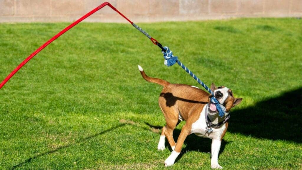 Flirt poles are a good way to entertain dogs with high prey drive.