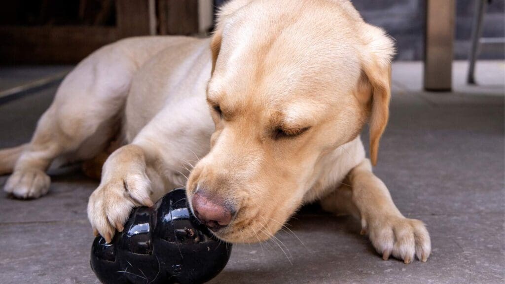 Food based enrichment is Prims favorite game to play with dogs outside