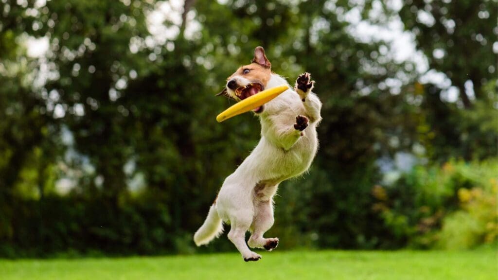 Frisbee or fetch are two of the most iconic outside games with your dog.