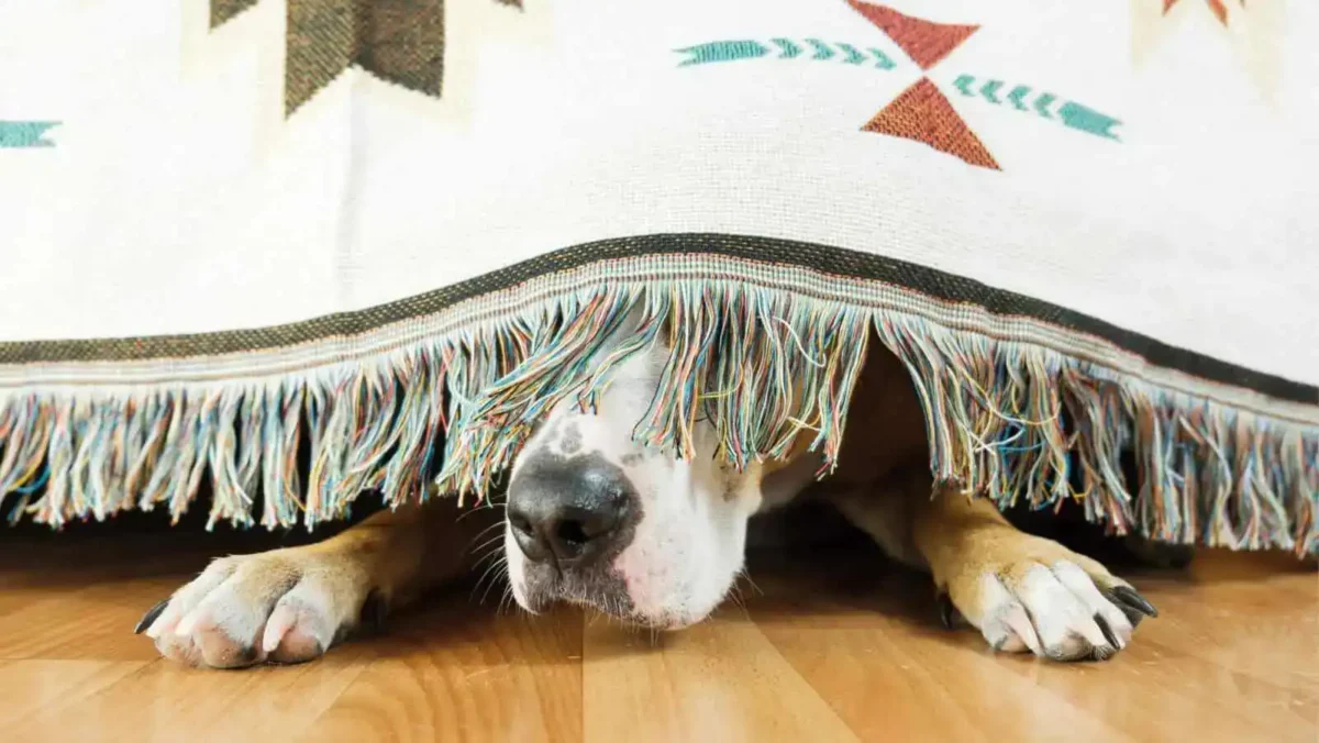 Hide and seek is a great way to have fun with your dog outside