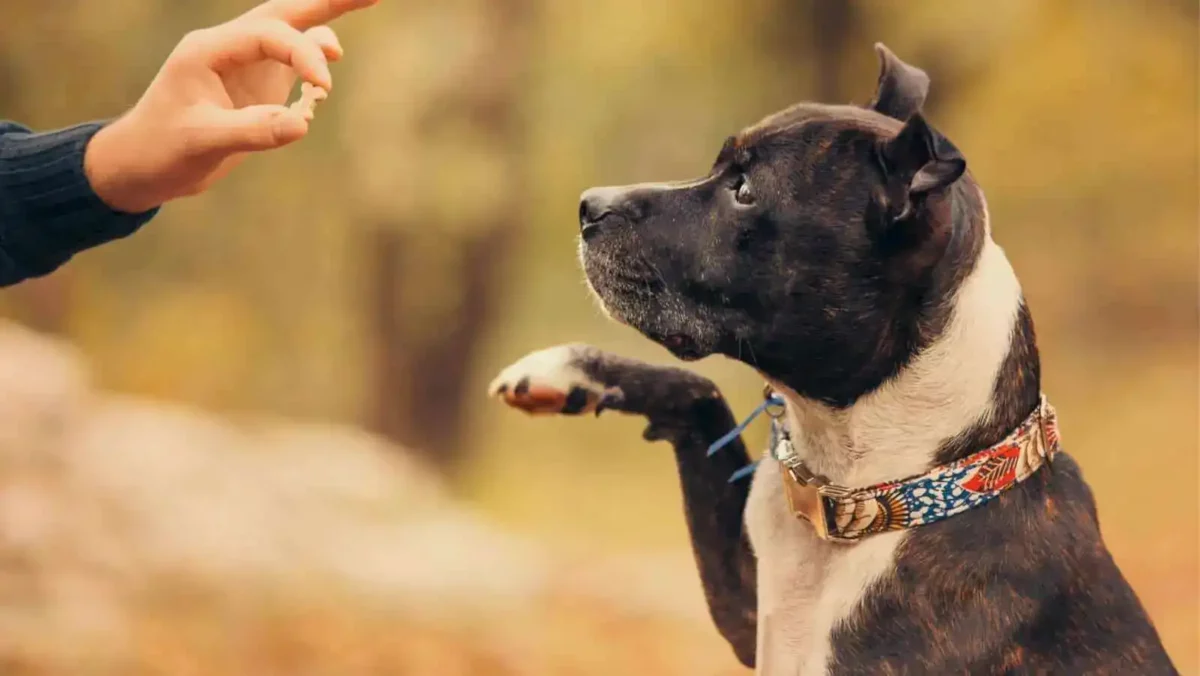 Not the flashiest game, obedience training is a great way to have fun with your dog outside.