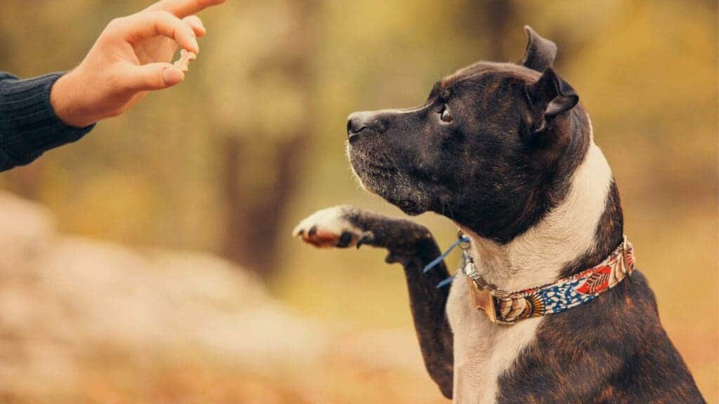 Not the flashiest game, obedience training is a great way to have fun with your dog outside.