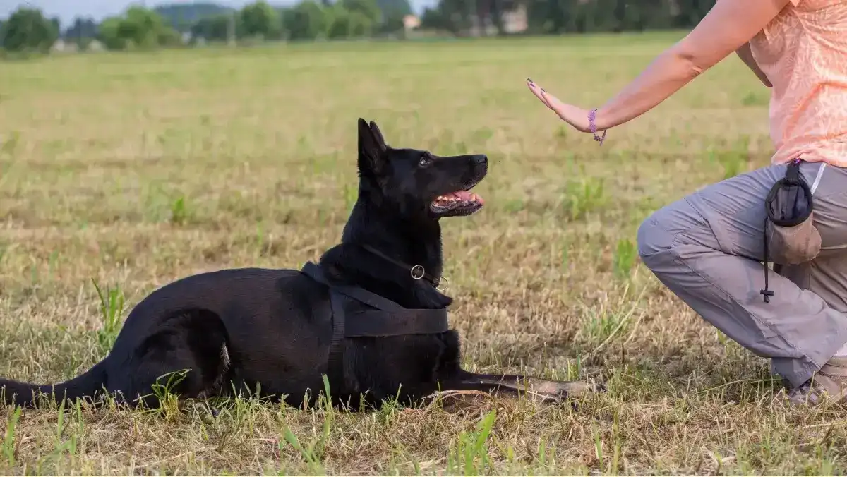 Stay and recall is an excellent game to play with your dog outside
