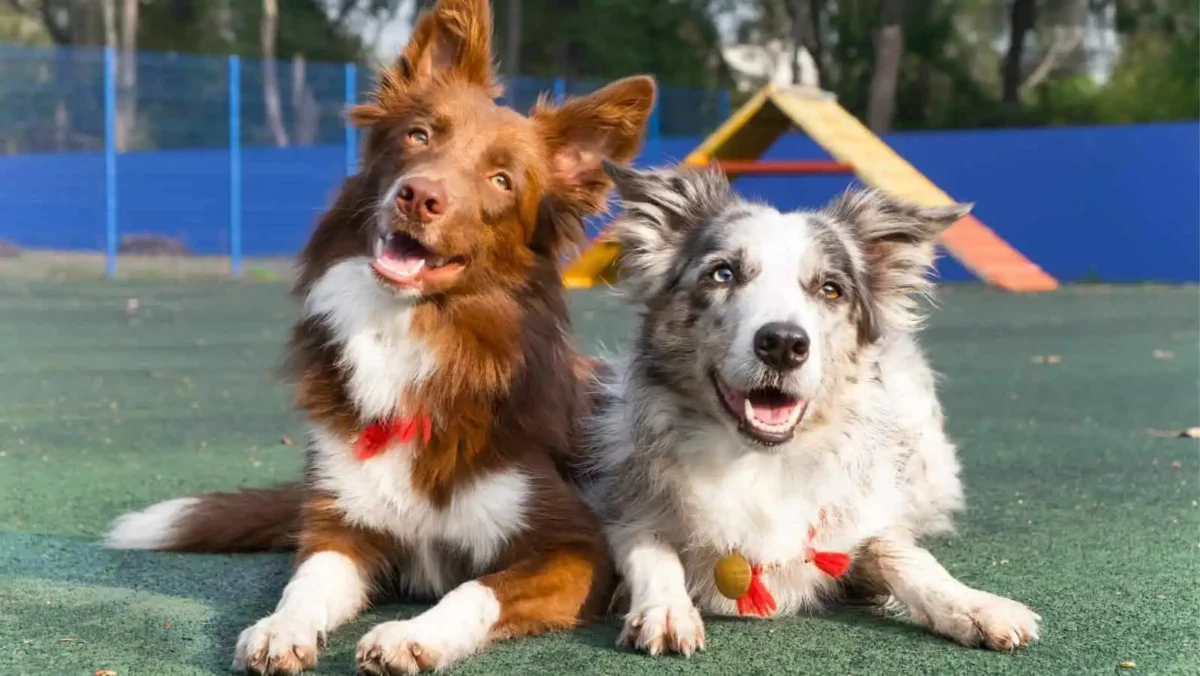 Agility should be a fun behavior that you and your dog look forward to