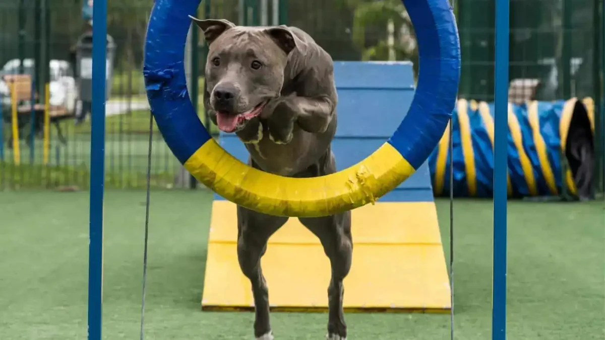 The primary point of diy dog agility equipment is to have fun with your dog