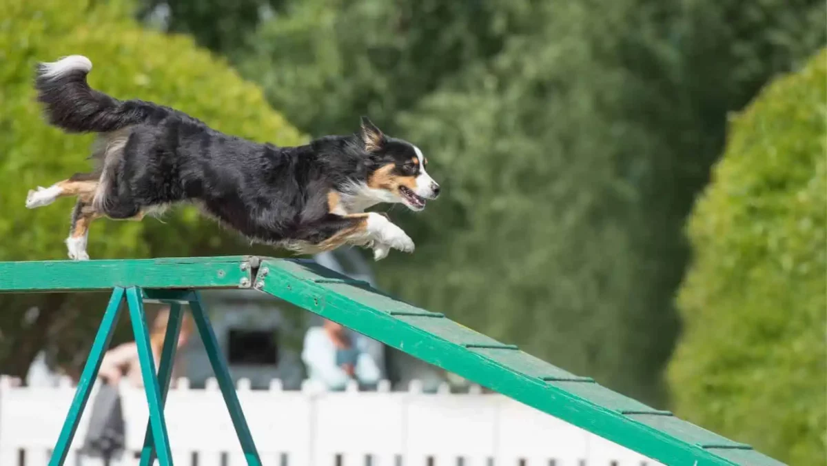 Dog agility walks take up a bit of space, but are relatively easy to create