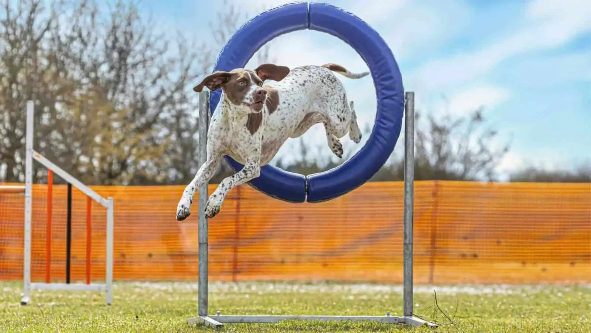 Hoop jumps are an easy piece of agility equipment to make that your dog will love