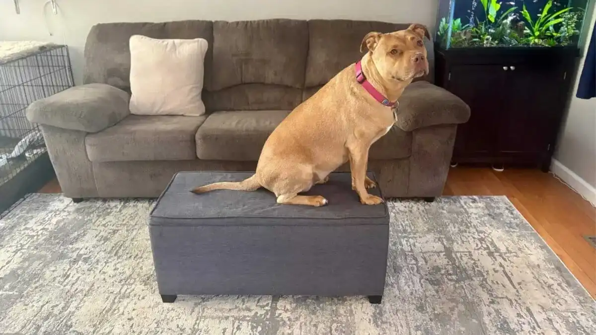 An ottoman makes the perfect pause table for indoor use