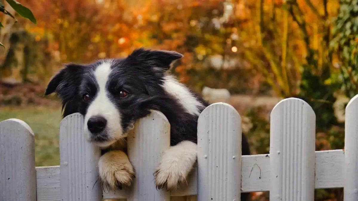 dog proof your fence 1 Dog proofing your fence is an important part of having a safe environment for your pup