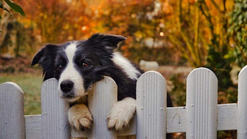 Dog proof your fence Dog proofing your fence is an important part of having a safe environment for your pup