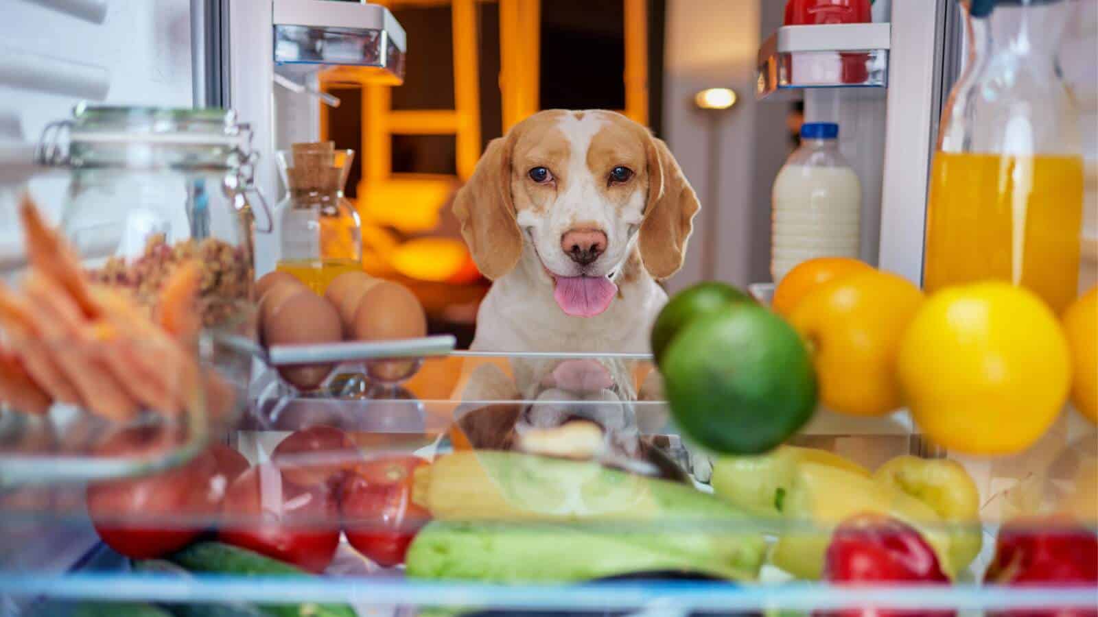 Fruits and vegetables dogs can eat: safe options