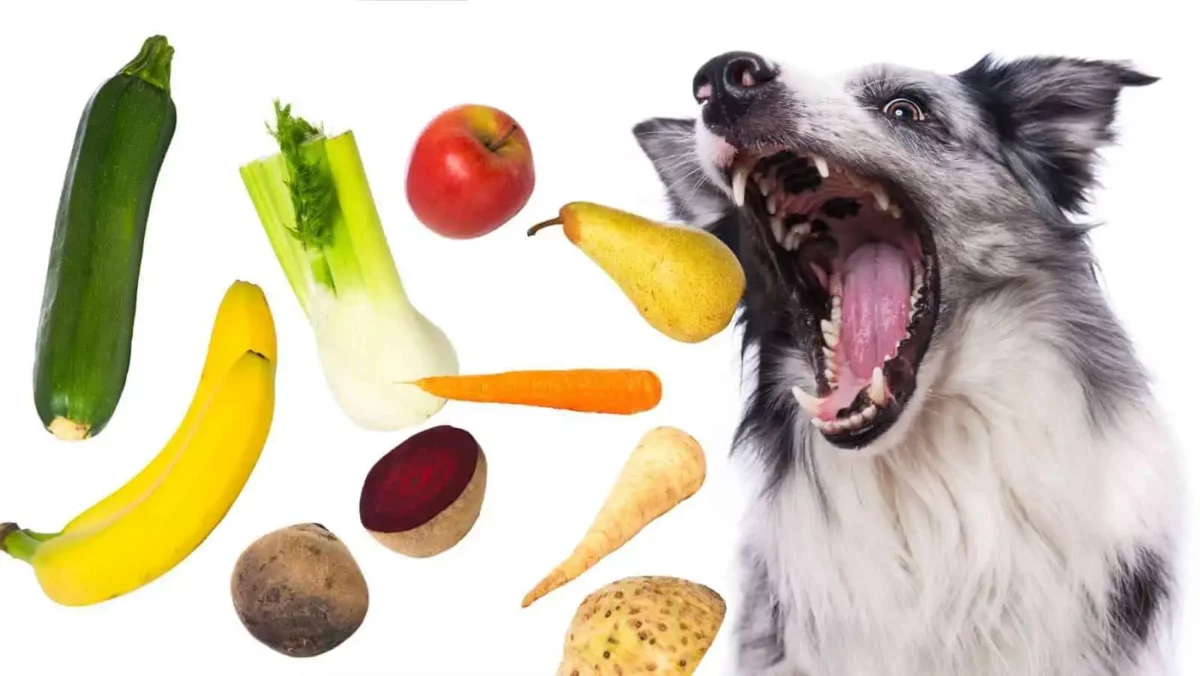 There is a wide variety of fruit that is safe for your dog to eat