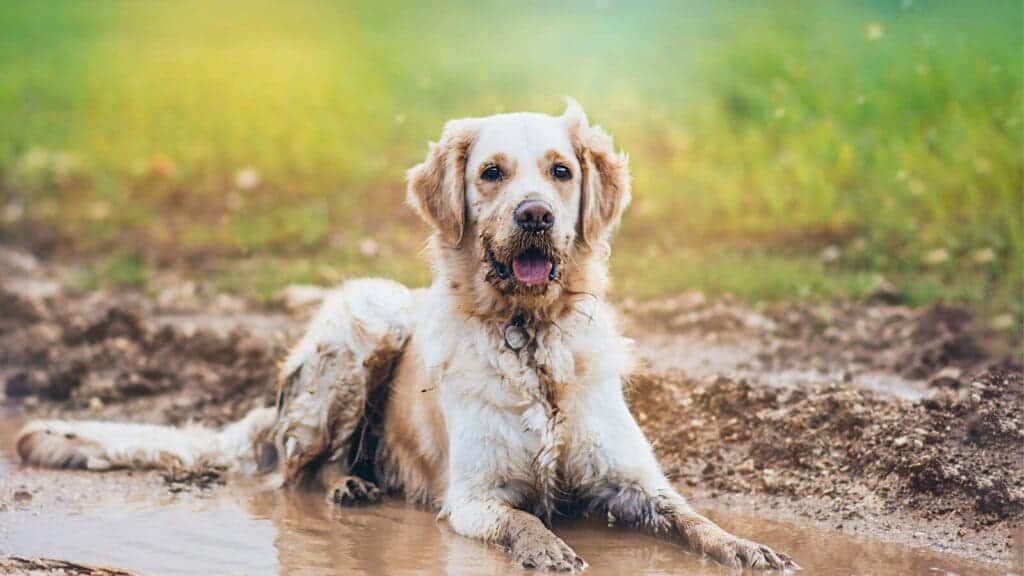 Reduce mud in your yard and house Reducing mud in your yard can help make outside more fun for you