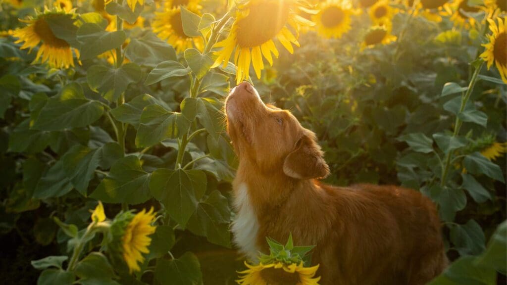 Select dog friendly plants and landscaping Selecting dog friendly plants will allow your pup to explore without fear of eating a toxic plant