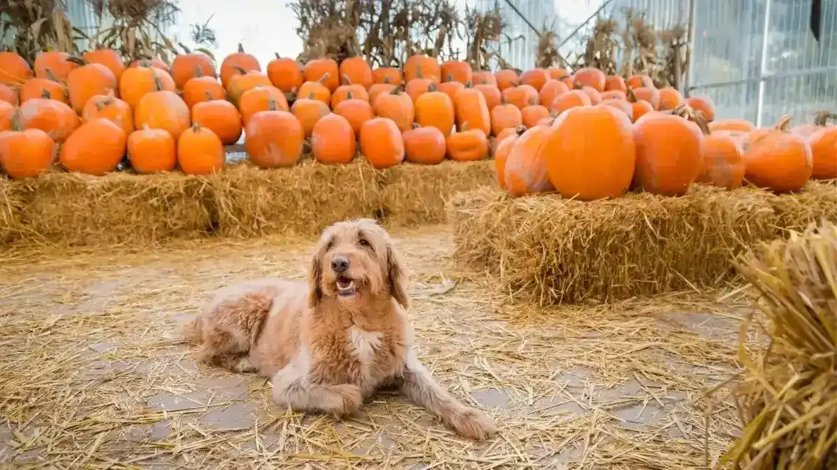 Many squashes are safe for dogs and work great in treats or hand fed