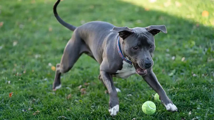 Top Easy & Cheap Games to Play with Dogs Outside