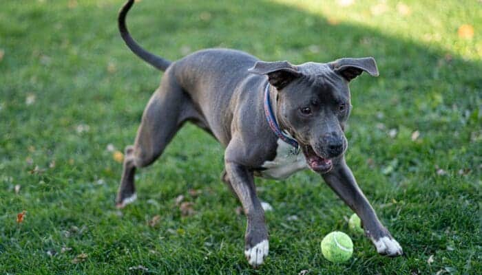 Top Easy & Cheap Games to Play with Dogs Outside