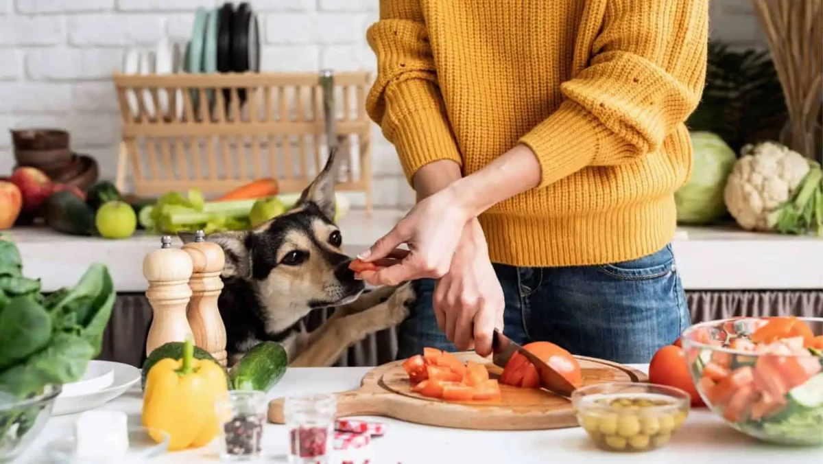 There is a wide variety of vegetables that are safe for dogs
